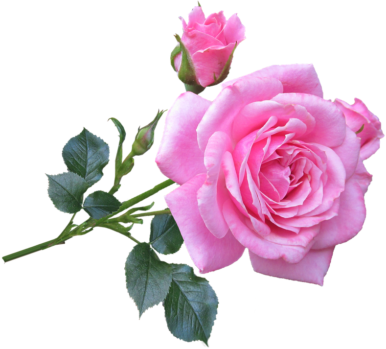 Pink, Rose, Stem, Flower - Good Morning Images Gif (874x720), Png Download