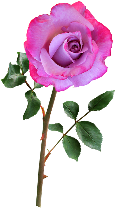 Free Photo Rose Flower Plant Pink Bloom - Rosa Lilas Png (446x720), Png Download