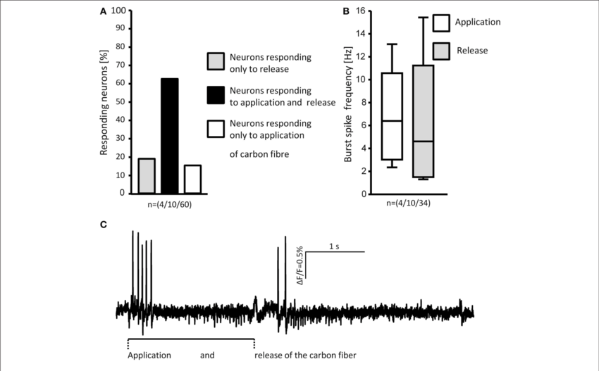 Loading And Unloading The Von Frey Hair Evoked Responses - Diagram (850x527), Png Download