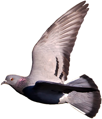 We Also Know That Wild-type Has Oil Gland Above The - Pigeons Flying No Background (400x467), Png Download