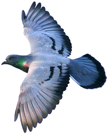 Columbaliviaflying2 - Mutation (371x460), Png Download