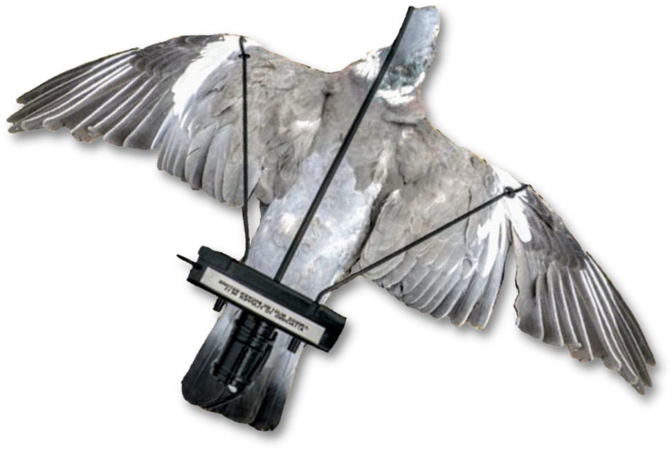 Image Of A Dead Pigeon Mounted Onto The Pigeon Turbo - Pigeons And Doves (1000x1000), Png Download