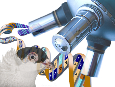 Pigeon Studying (400x301), Png Download