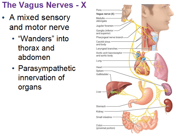 Visceral Supply - Motor Component Of Vagus Nerve (690x534), Png Download