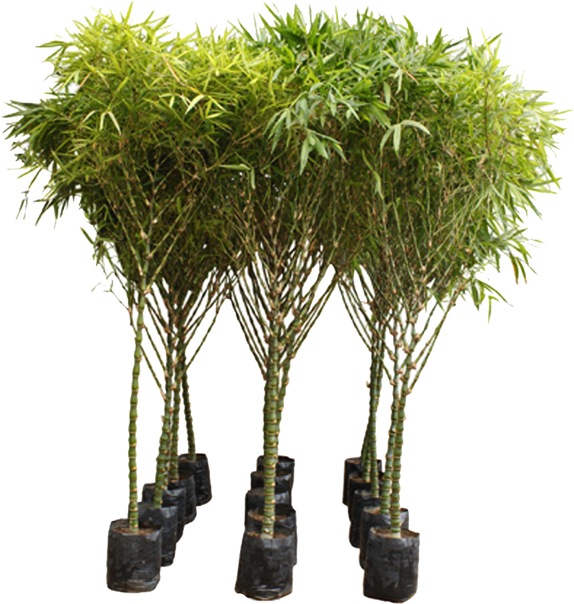 Buddha's Belly Bamboo Bambusa Ventricosa Buy Online - Bambusa Ventricosa (405x330), Png Download