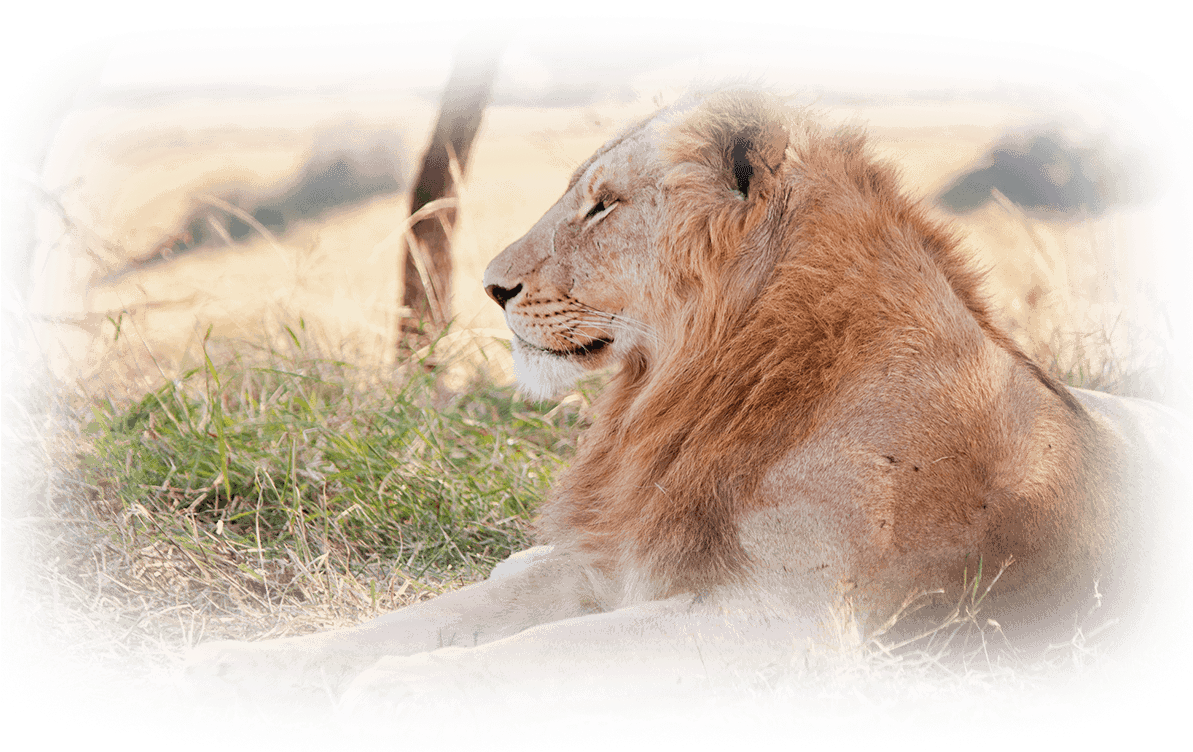 Lion-test - Keyring Lion Predator Lying Grass Field 56814 (1200x800), Png Download