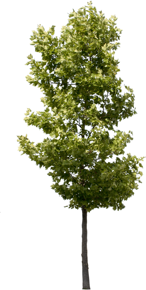 Small 사진 나무, 건축, 조경설계, Photomontage, 사람, - Small Tree Png (564x1024), Png Download