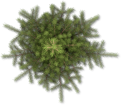 39 264k Tree, Snowy Pine A 06 Feb 2009 - Pine (453x400), Png Download