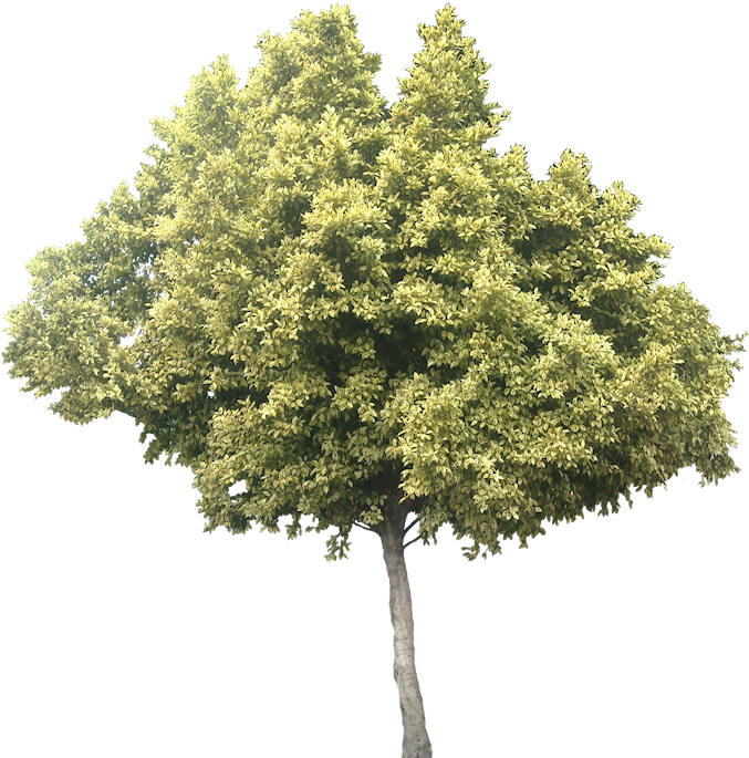Variegated Ficus Microcarpa - Transparent Olive Tree Png (686x700), Png Download