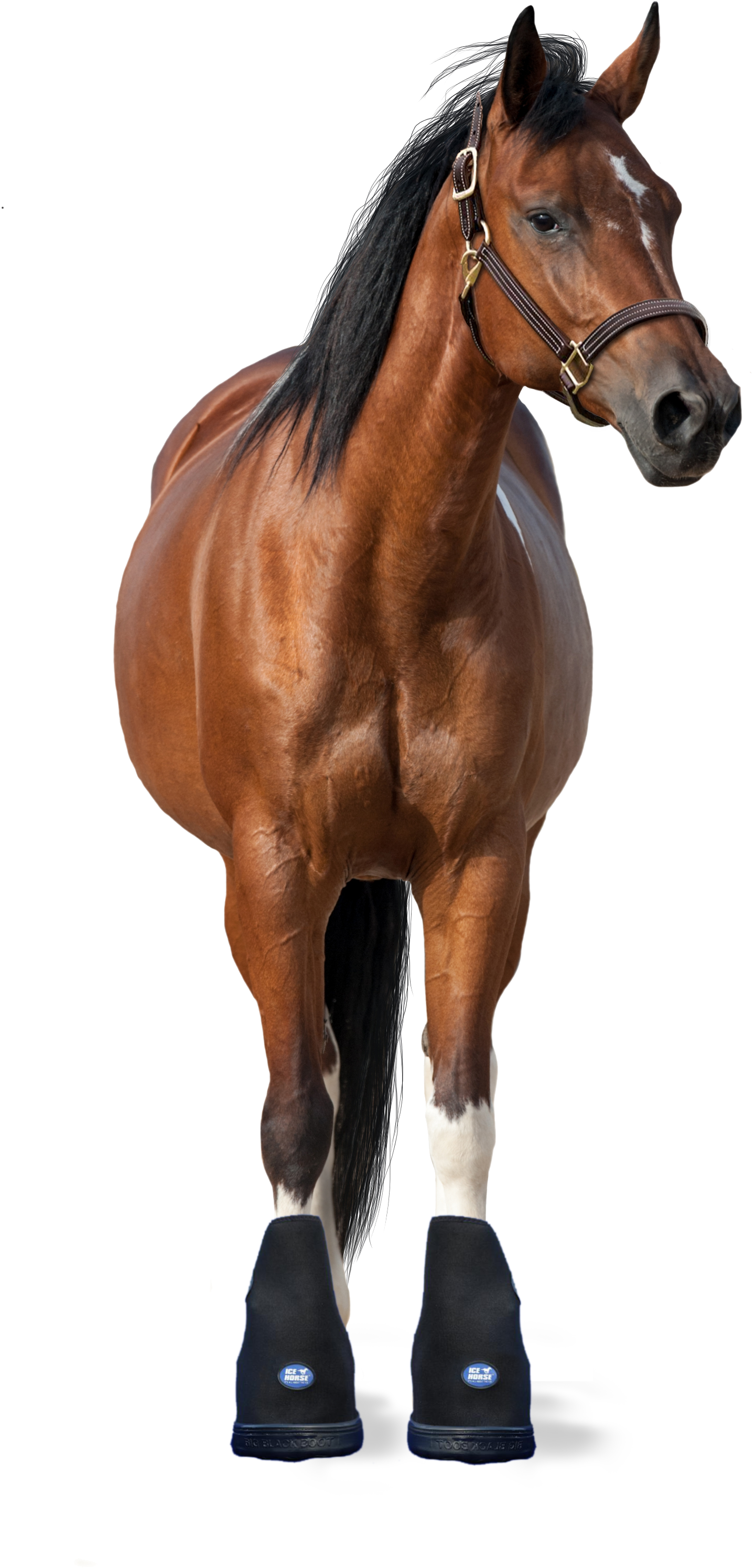 2 Icehorse Pro Therapy Big Black Boots Size Small, - Horse Facing Front Png (2445x3667), Png Download