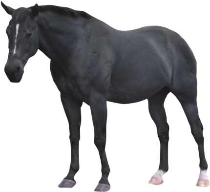 Go To Image - Black Horse Png Deviantart (600x450), Png Download