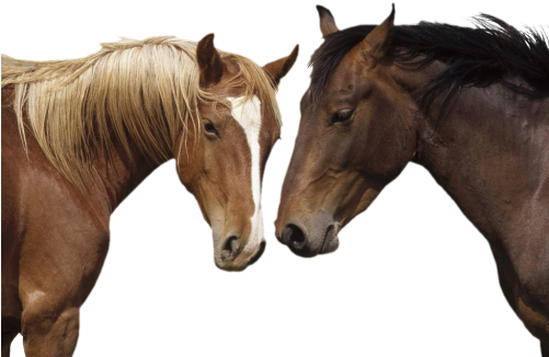 Horse Png - Horse / Pony 8 X 10 Glossy (500x375), Png Download