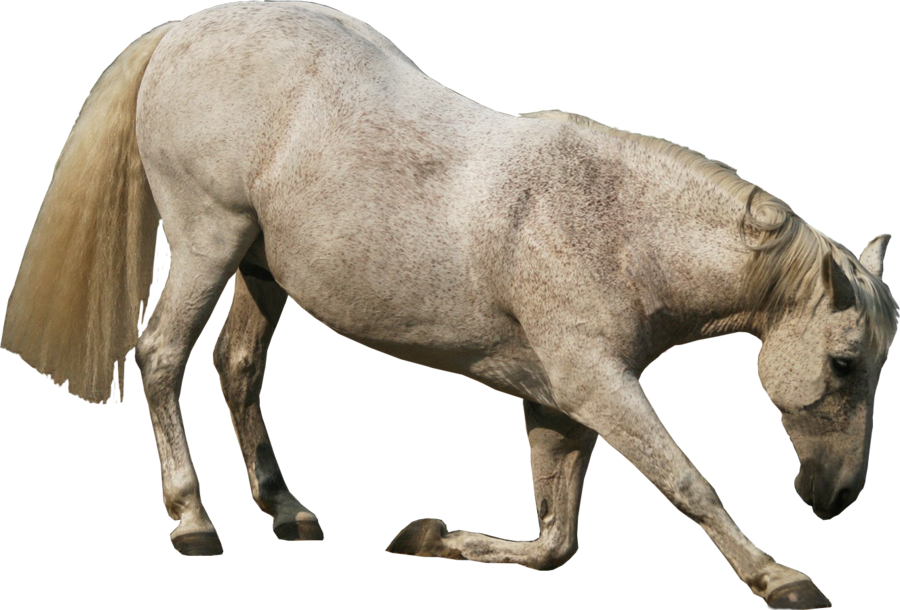 Water Buffalo Transparent Png - Stock Png Animals (900x610), Png Download