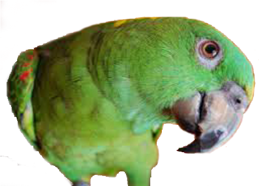 Download All Parrots Png Images And Transparent's To - Delbert - Barbara Heidenreich Bib (548x369), Png Download