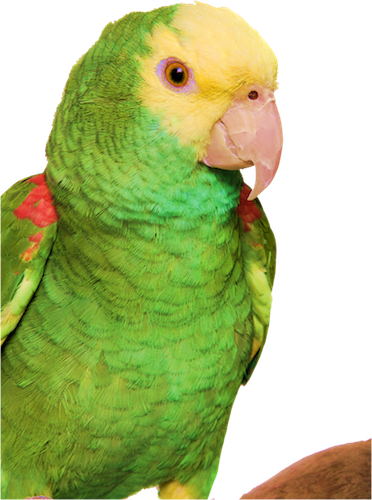 Parrot - Yellow-headed Amazon (372x500), Png Download