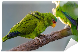 Parrot (400x400), Png Download