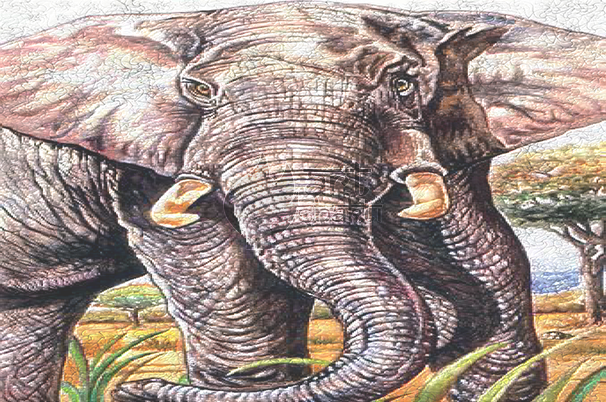 Indian Elephant (606x402), Png Download