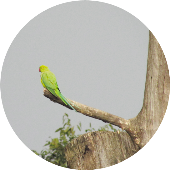 Green Parrots - Budgie (600x608), Png Download