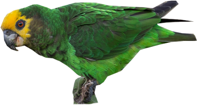 Yellow-fronted Parrot - Macaw (400x400), Png Download