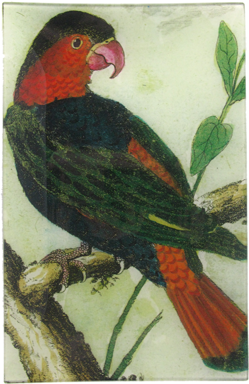 Parrot (800x800), Png Download