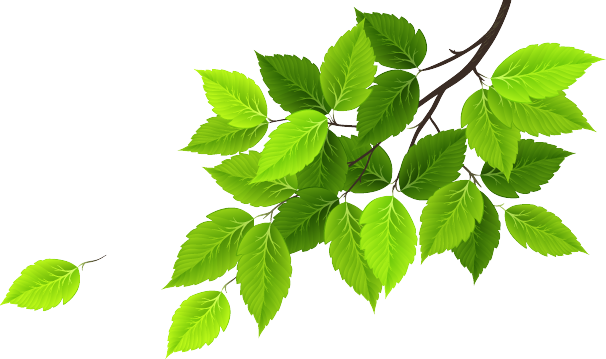 About Us - Window Film Window Decals Style Fresh Green Pvc Window (606x359), Png Download