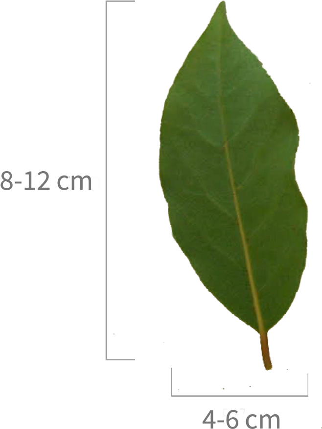 Bayleafe - Heteromeles (1800x1196), Png Download