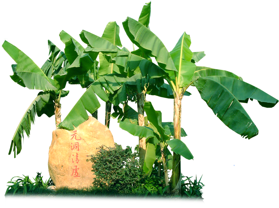芭蕉树 - Hardy Banana (1000x1000), Png Download