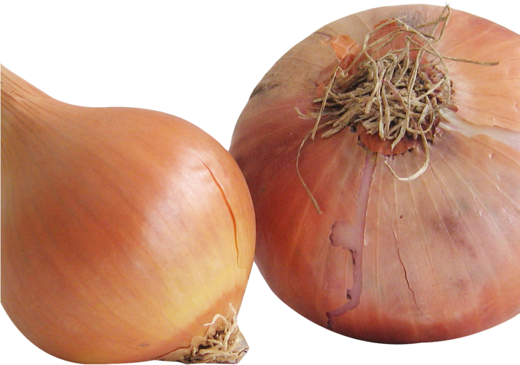 Onion Png Image1 - Portable Network Graphics (1024x768), Png Download