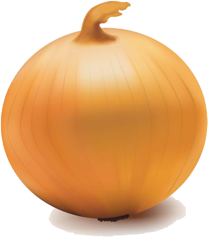 Onion Vector Transparent Png - Onion Transparent Background (511x503), Png Download