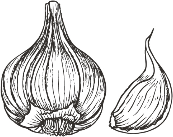 Drawn Onion White Png - Garlic Drawing (640x480), Png Download