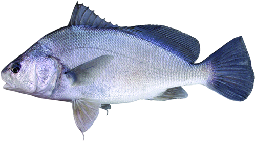 Freshwater Drum (600x281), Png Download