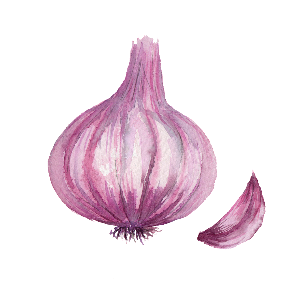 Watercolor Vegetable Onion Png Images - Dibujo De La Cebolla (1024x1019), Png Download