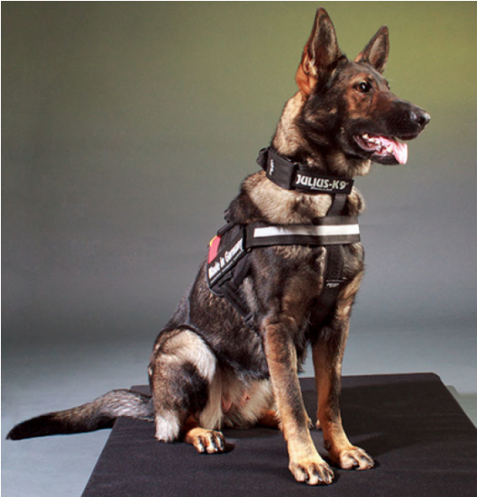 "i" Belt 2011 Police Dog Safety Belt For All Julius - I-safety Belt For Idc Harnesses Size Mini - Size 4 (550x688), Png Download