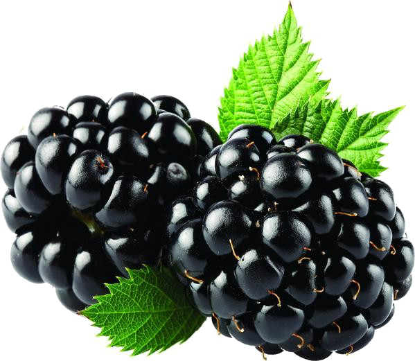 Blackberry Fruit Png Free Download - Blackberry Fizz Sticks Arbonne (599x521), Png Download