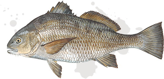 Black Drum - Salt Water Black Drum (658x300), Png Download