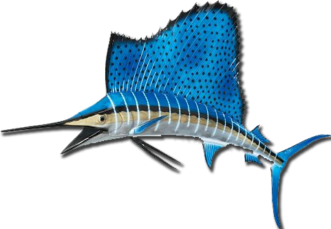 Fish For Sailfish With Captain Dana Banks On The Warbird - Deep Sea Fish Png (481x333), Png Download