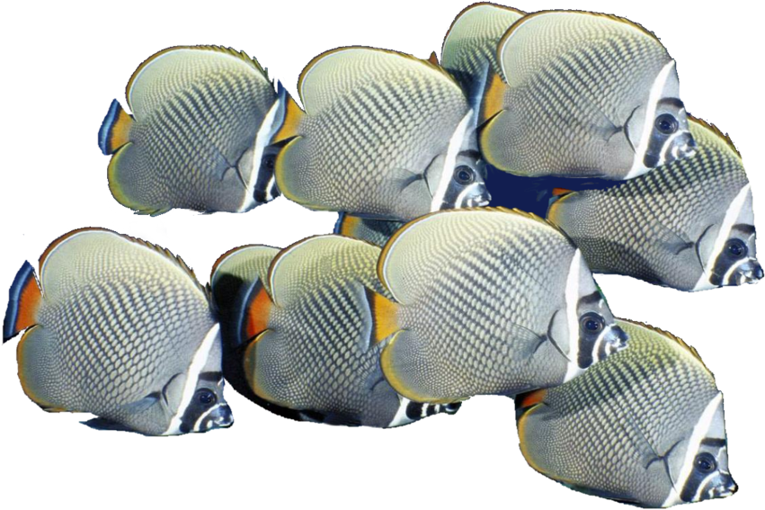 Free Icons Png - School Of Fish Png (900x613), Png Download