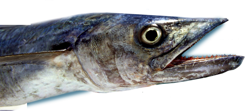 Deep Sea Mackerel Fishing - Fort Myers (848x375), Png Download