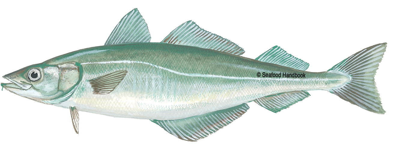 Tilapia - Salmon - Pollock - Shrimp - Pollocks (1600x800), Png Download