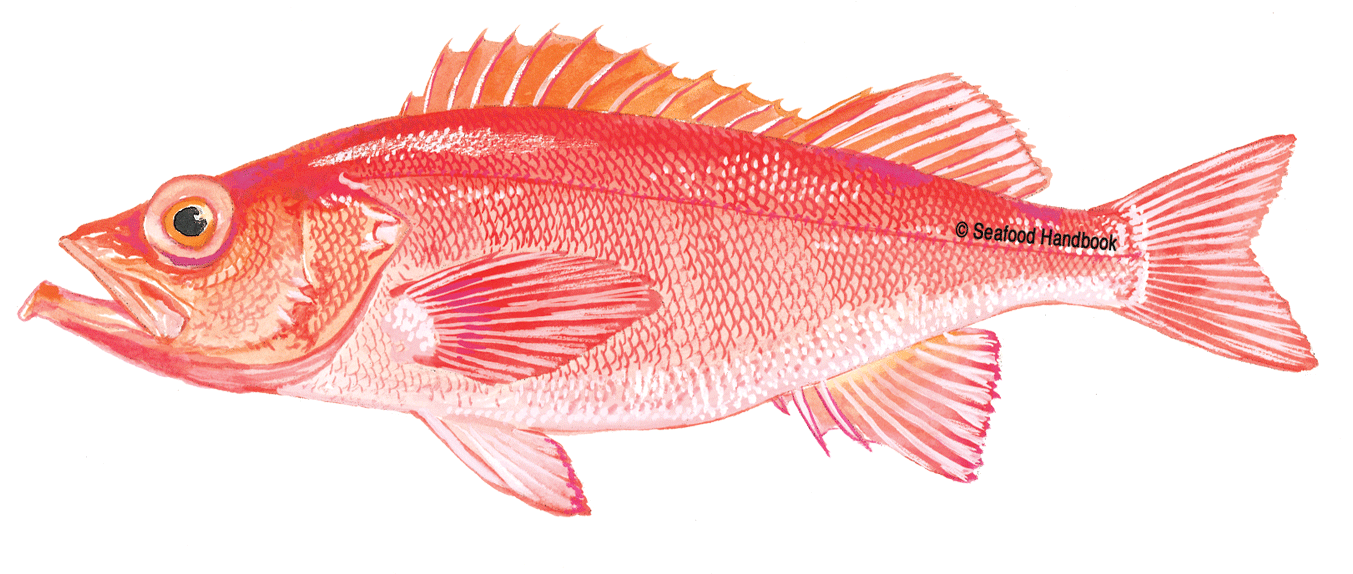 Tilapia - Salmon - Pollock - Shrimp - Rockfish - Grouper (1600x800), Png Download