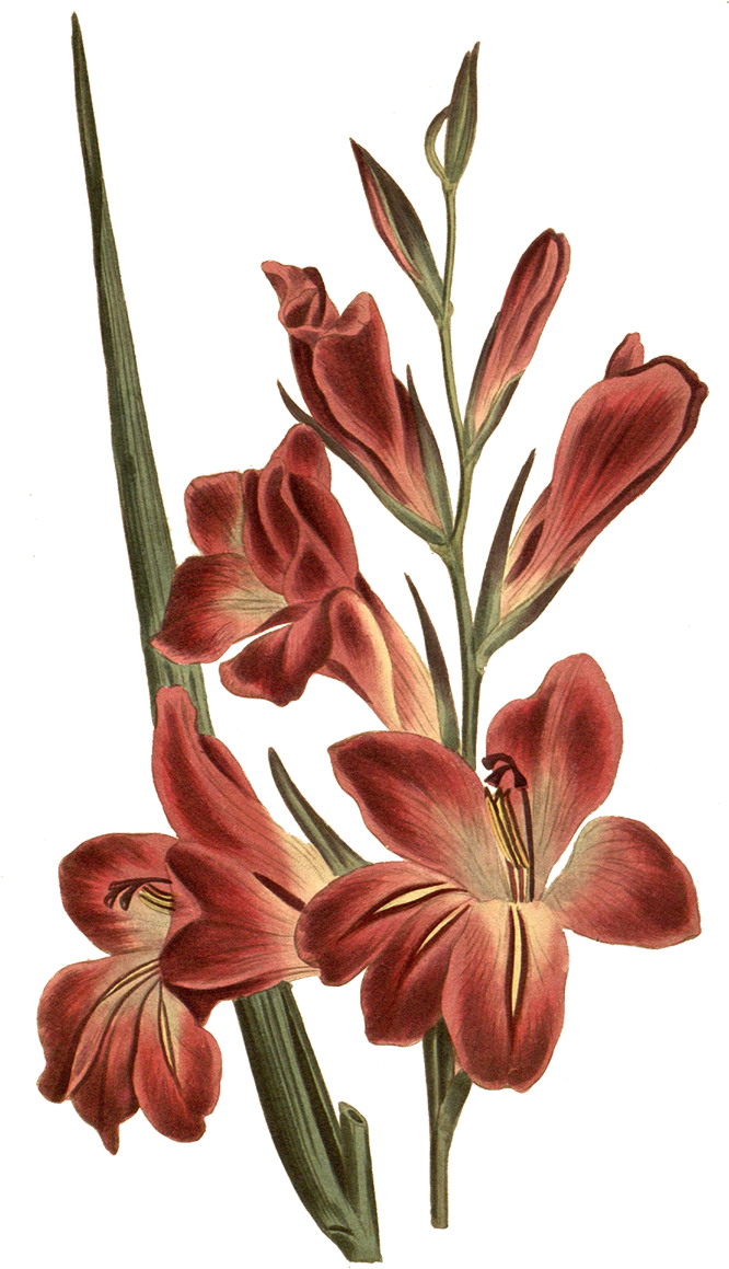 Png Tree - Gladiolus Botanical Illustration (1200x1200), Png Download