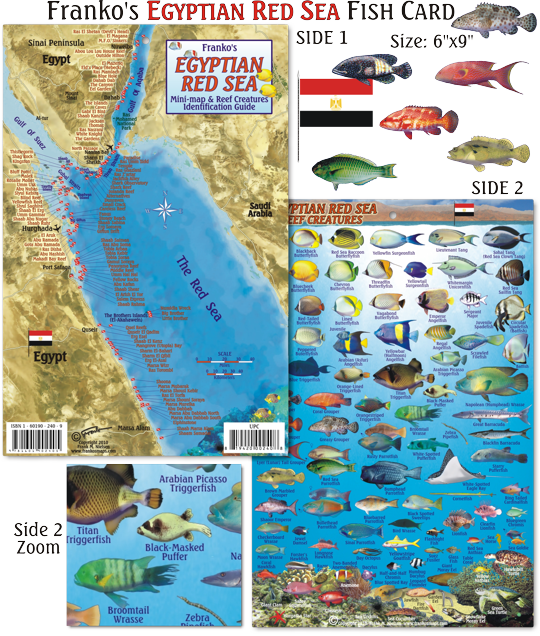 Red Sea Shark Map (540x636), Png Download