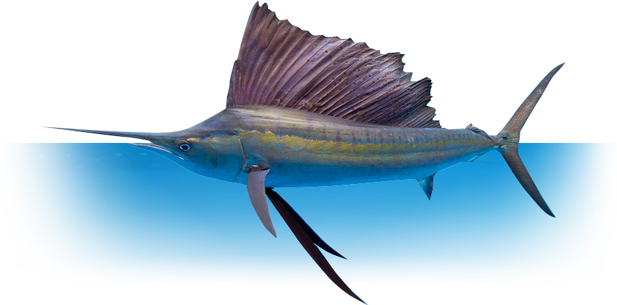 Whether You're Fishing With Family And Friends, Or - Billfish Story: Swordfish, Sailfish, Marlin, And Other (900x446), Png Download