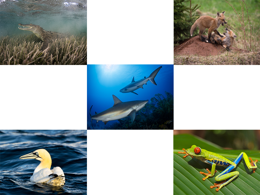 Major Vertebrate Groups (864x648), Png Download