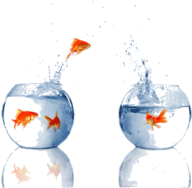 At Emc World 2009, One Thing We Heard Over And Over - Fish Jumping Out Of Water Bowl (489x386), Png Download