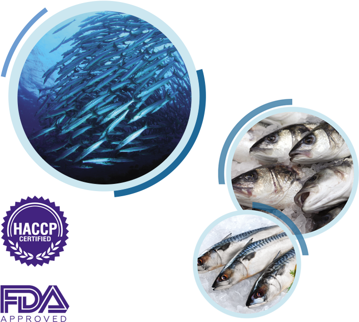 In Industry And Logistics And Dakhla With Its Production - Sanderling (773x679), Png Download