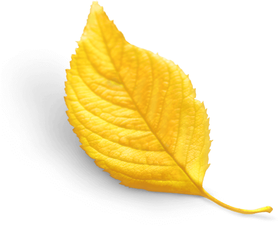 Ihcvisrael Healthcare Ventures - Autumn (557x447), Png Download