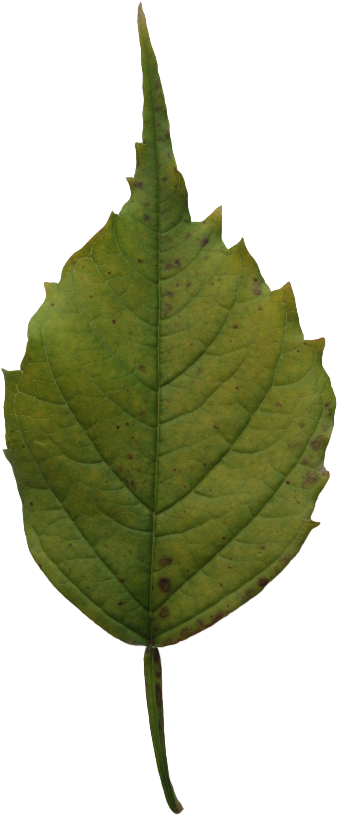 2d Leaves - Leaf (2304x3456), Png Download