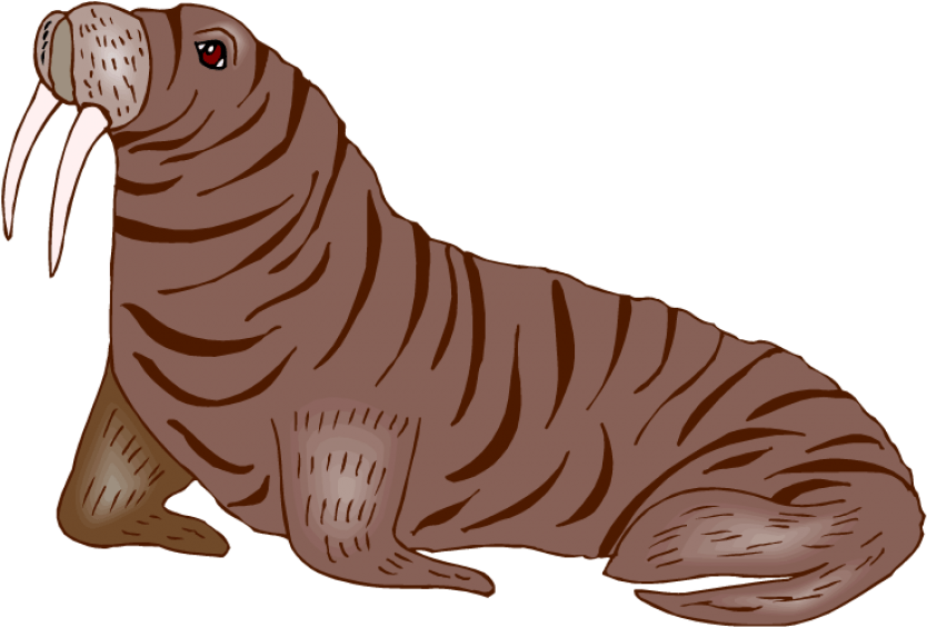 Free Png Walrus Hd Photo Png Images Transparent - Baby Walrus Transparent (850x581), Png Download