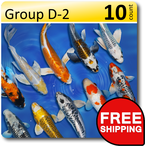 Group D 2 Select 4 6" - Free Shipping (638x638), Png Download